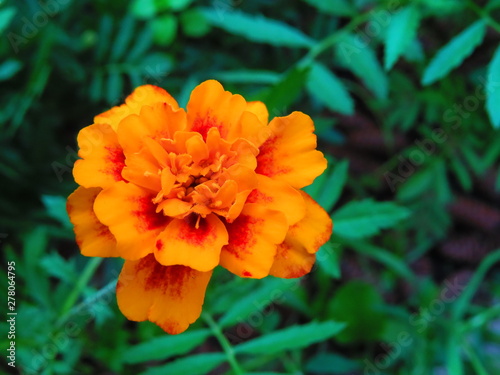 flower marigolds