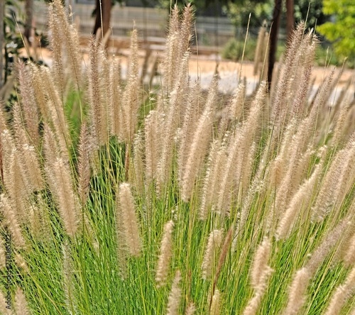 Ornamental grass miscantuthus with a fluffy delicate light look, often used for landscaping city parks and squares photo