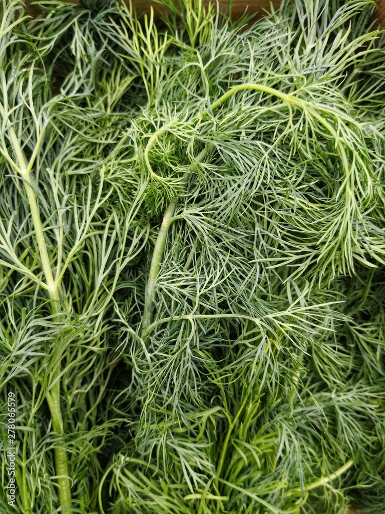 Dill at market stand full frame Dill at market stand full frame