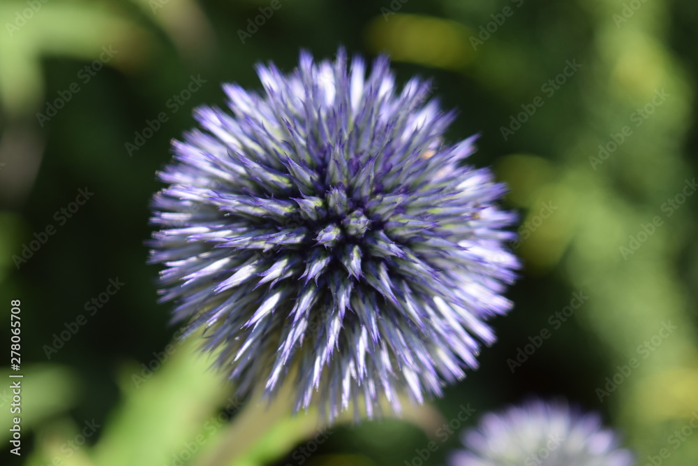 Flower and garden wildlife at summer time Flower and garden wildlife at summer time