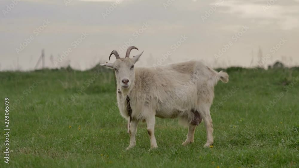 A white goat tied to a rope grazes on a green lawn and looks around and into the camera, it chews grass, the background is blurred in bokeh, summer day. A white goat tied to a rope grazes on a green lawn and looks around and into the camera, it chews grass, the background is blurred in bokeh, summer day.