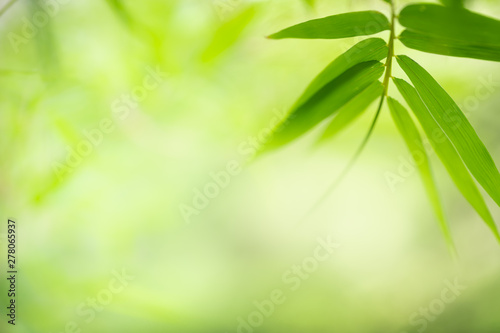 Fototapeta Naklejka Na Ścianę i Meble -  Green leaf on blurred greenery background. Beautiful leaf texture in nature. Natural background. close-up of macro with free space for text.