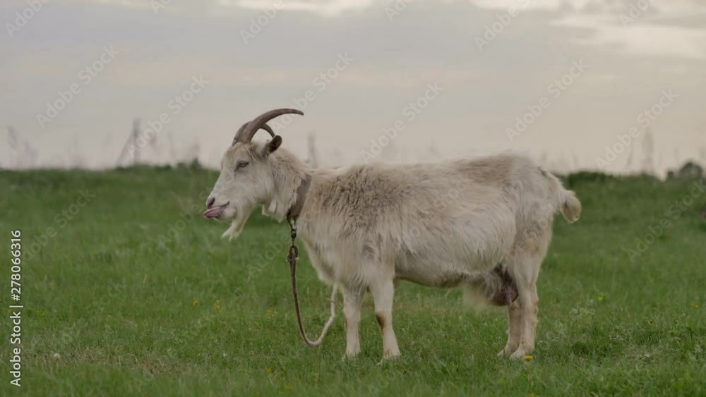 A white goat tied to a rope grazes on a green lawn and looks around and into the camera, it chews grass, the background is blurred in bokeh, summer day. A white goat tied to a rope grazes on a green lawn and looks around and into the camera, it chews grass, the background is blurred in bokeh, summer day.