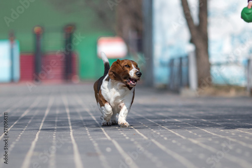 basset hound dog spring in the park