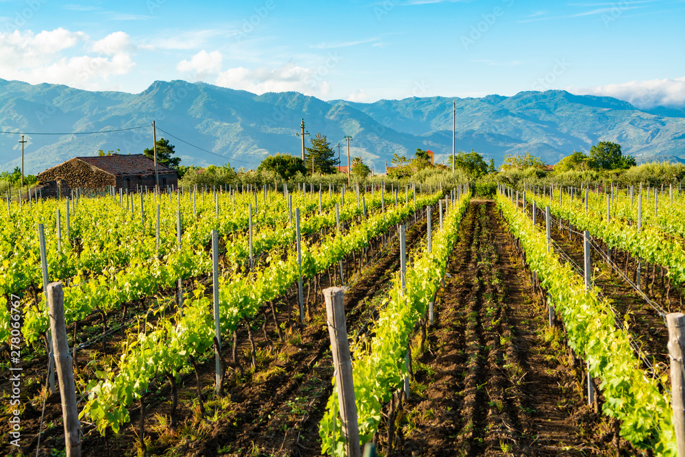 Landscape with green vineyards in Etna volcano region with mineral rich soil on Sicily, Italy