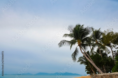 Paradise beach with palm tree.