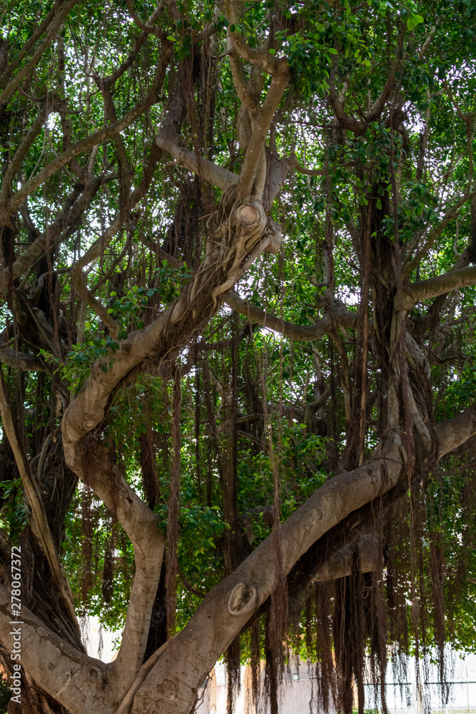 City park in Marsala with old large ficus banyan trees for shadow in summer time, Italy City park in Marsala with old large ficus banyan trees for shadow in summer time, Italy