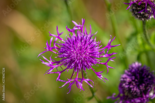 A purple Greater Knapweed flower growing in the Sussex countryside, on a sunny summers day