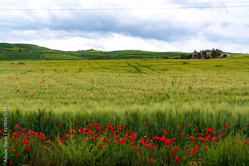 Landscape with red poppies flowers and green wheat fields, Sicily, agriculture in Italy