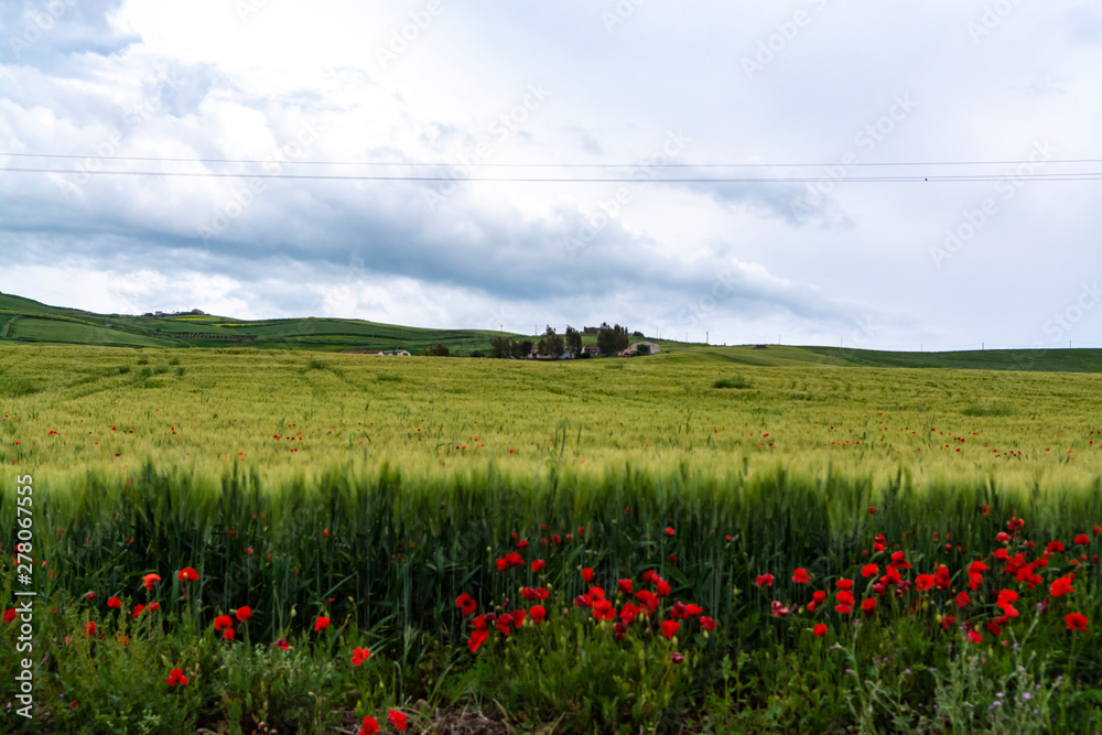 Landscape with red poppies flowers and green wheat fields, Sicily, agriculture in Italy