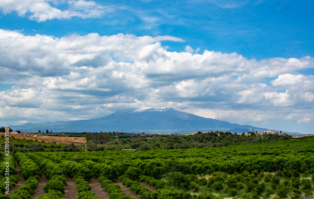Landscape with orange and lemon trees plantations and view on Mount Etna, Sicily, agriculture in Italy