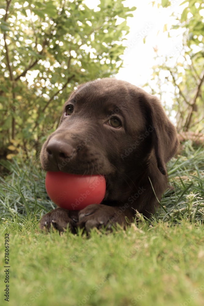 Chocolate Labrador Puppy