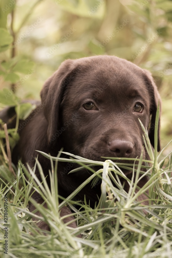 Chocolate Labrador Puppy