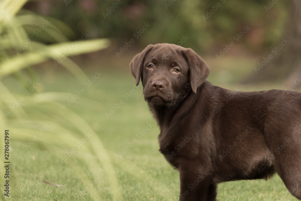 Chocolate Labrador Puppy