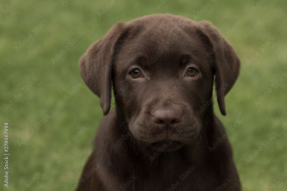 Chocolate Labrador Puppy