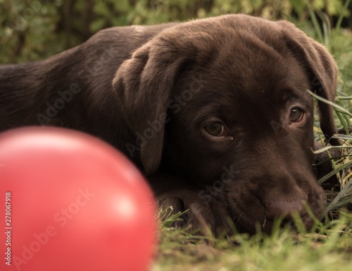 Chocolate Labrador Puppy