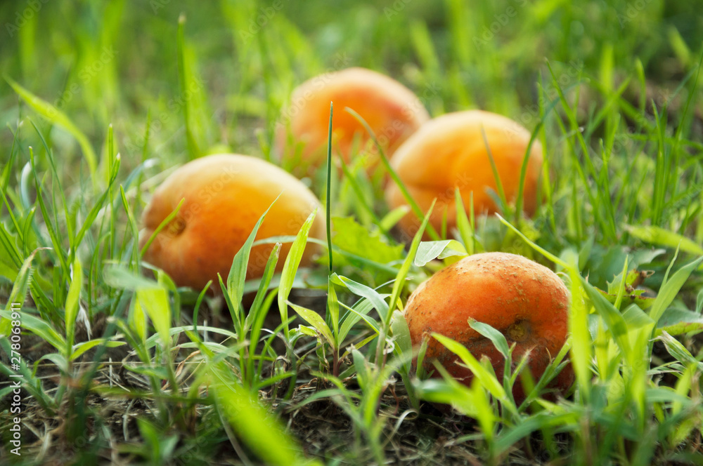 The ripe fruits of apricots have fallen from a tree and lie among the grass in an orchard. Vintage apricot. Selective focus. The ripe fruits of apricots have fallen from a tree and lie among the grass in an orchard. Vintage apricot. Selective focus.