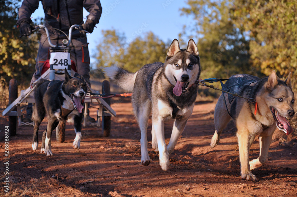 Dogs and its musher taking part in a popular canicross with a tricycle Dogs and its musher taking part in a popular canicross with a tricycle