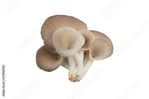 Oyster mushroom grow from cultivation, Isolate white background.