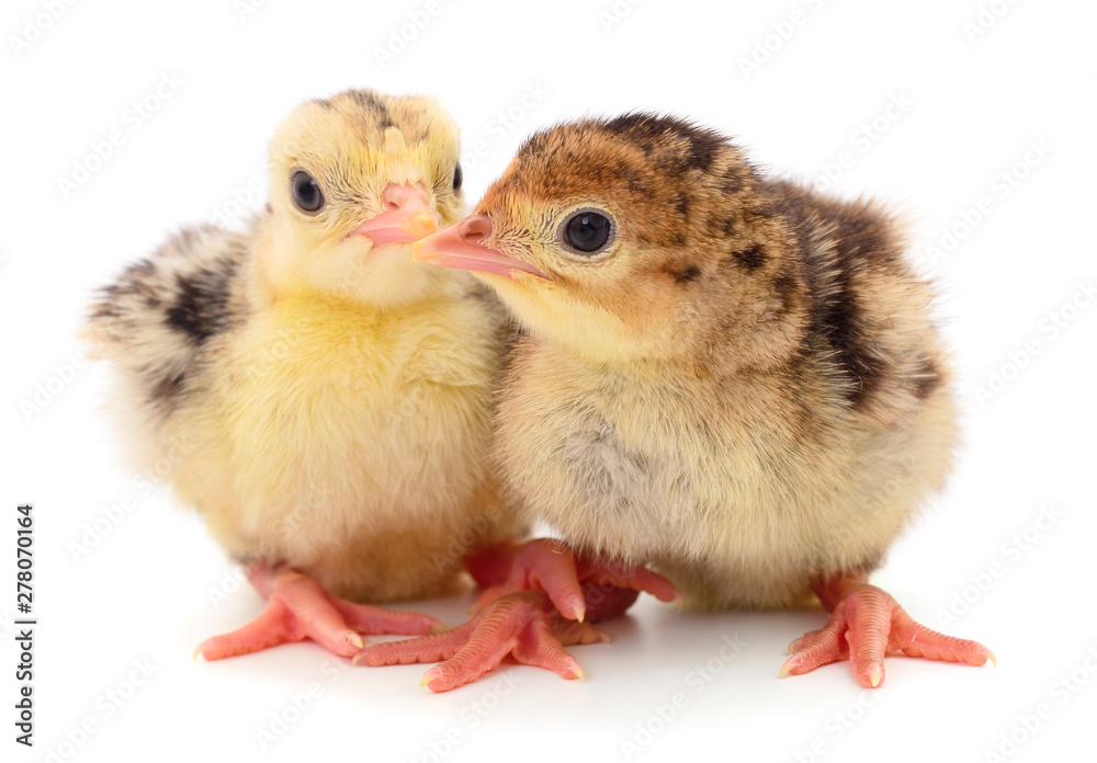 Obraz premium Two little turkey birds isolated.
