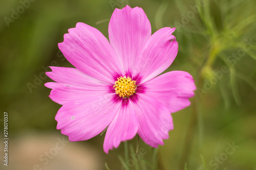 close up pink flower in garden