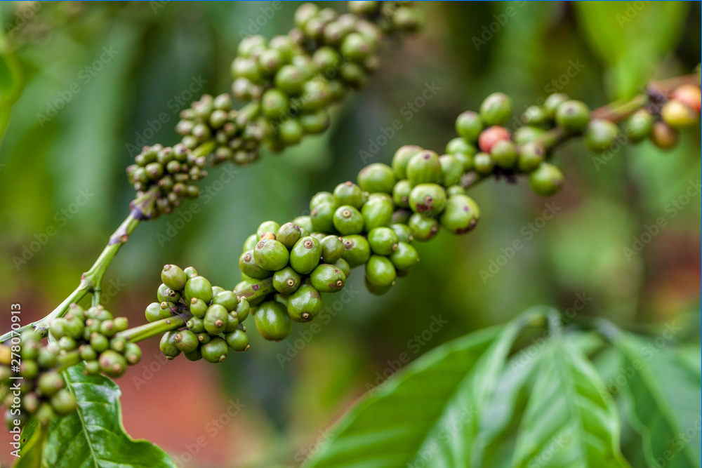 Dalat, Lamdong Province, coffee plantations of the central vietnam Dalat, Lamdong Province, coffee plantations of the central vietnam