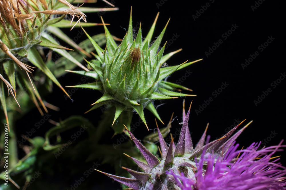 thistle in bloom close up on dark background thistle in bloom close up on dark background
