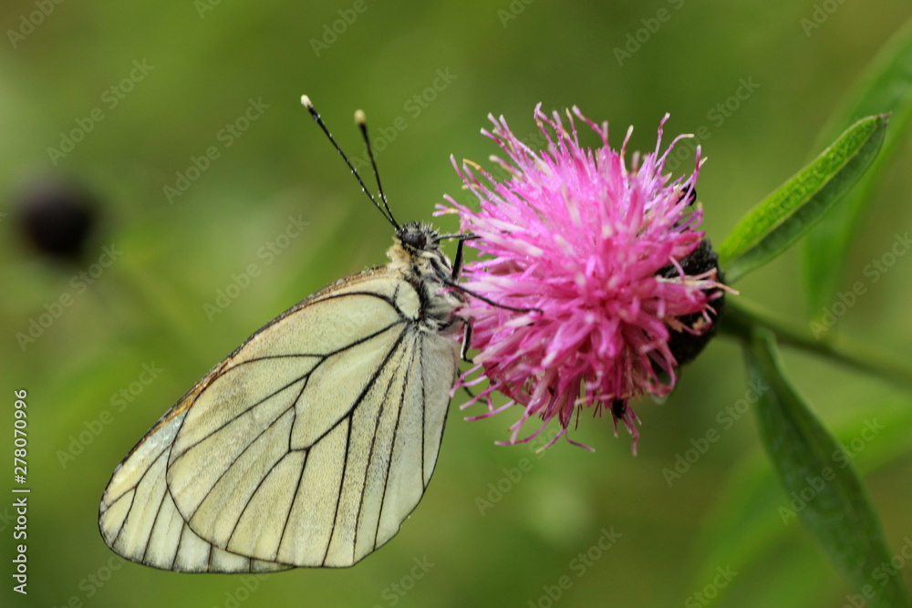 Papillon Aporia crategi Le Gazé Papillon Aporia crategi Le Gazé