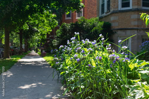 Flowers along a Sidewalk with Residential Buildings in the Edgewater Neighborhood of Chicago © James