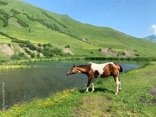 Russia  North Ossetia. Horse grazing on the shore of Midagrabin lake in the summer 