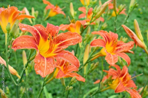 Orange daylily Hemerocallis fulva with raindrops