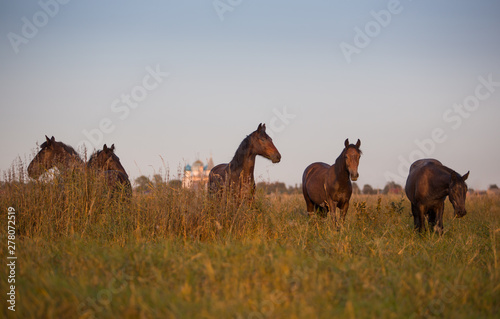 Free horses walk in the meadows at sunset