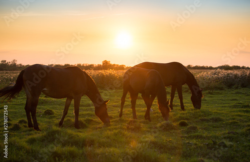Free horses walk in the meadows at sunset © Nadezhda
