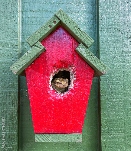 Smiling frog in birdhouse
