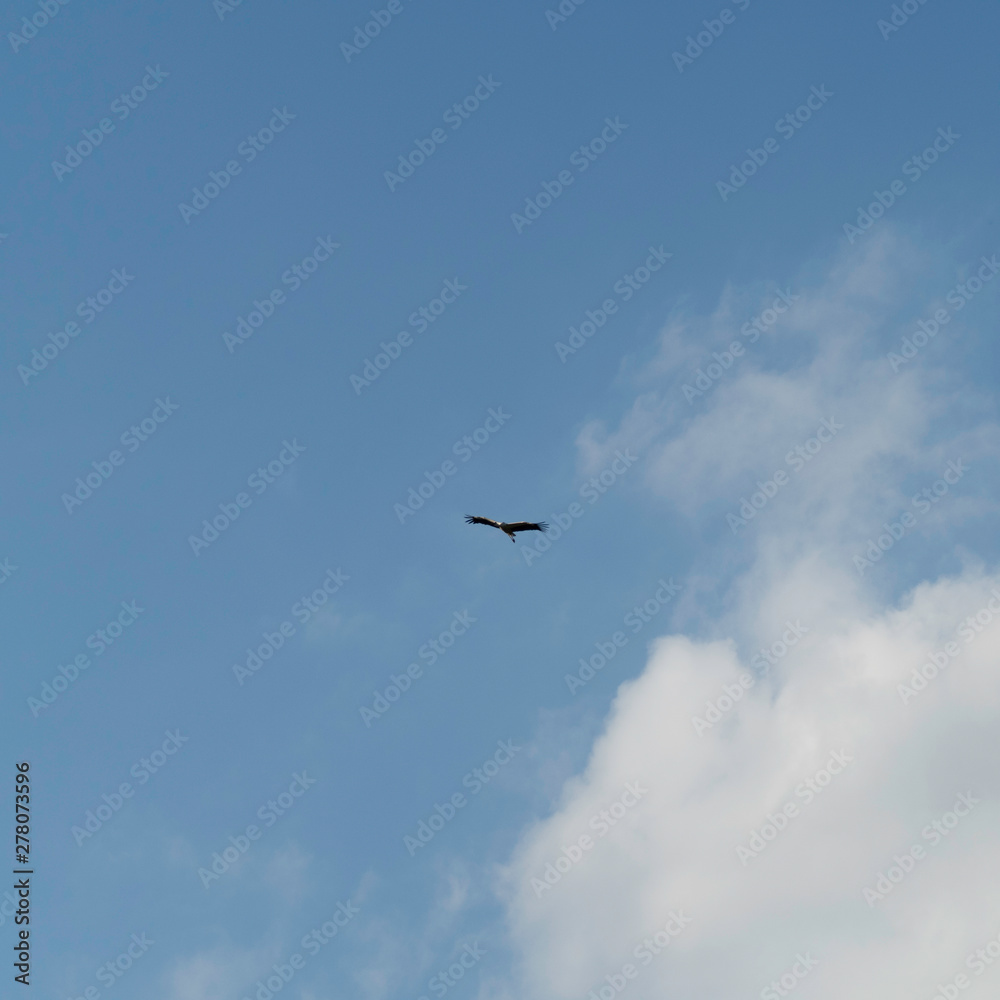 Ciconia ciconia flying in the blue sky with wings wide open. The white stork is flying in the middle of the picture and the wild bird is surrounded by the blue and clouds.