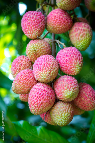 Brunch of fresh lychee fruits hanging on green tree.