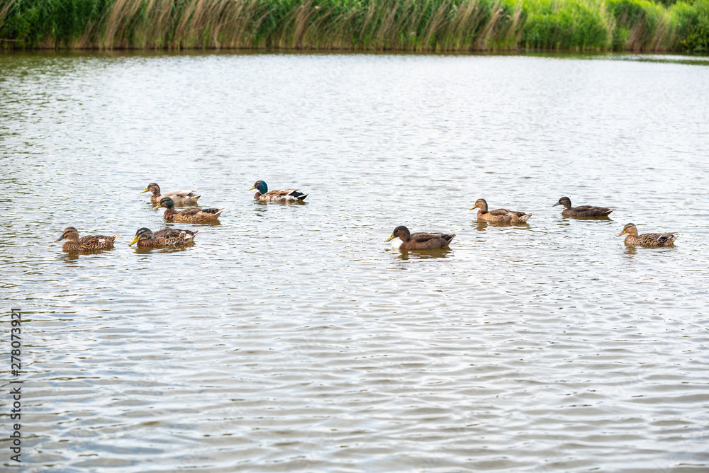 Duck family is swimming on a small pond Duck family is swimming on a small pond