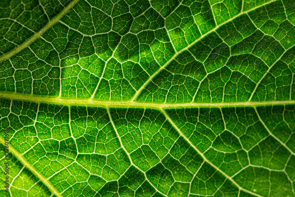 Close up of fresh green leaf texture background. Close up of fresh green leaf texture background.