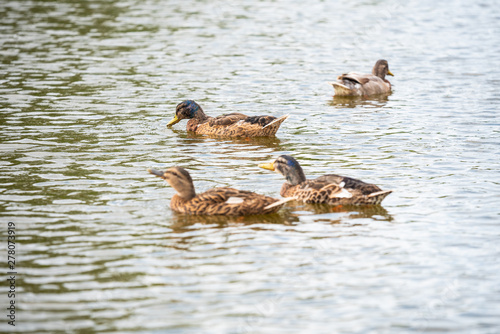 Duck family is swimming on a small pond