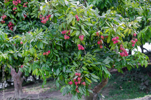 Brunch of fresh lychee fruits hanging on green tree. photo