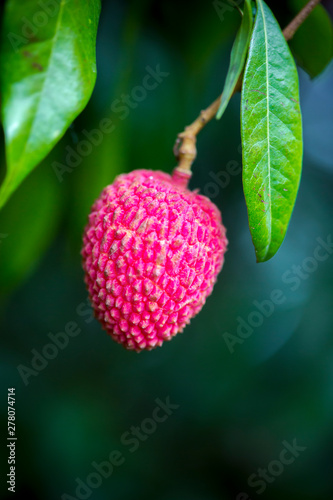 Brunch of fresh lychee fruits hanging on green tree. photo