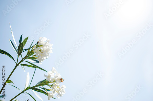 WHITE FLOWER