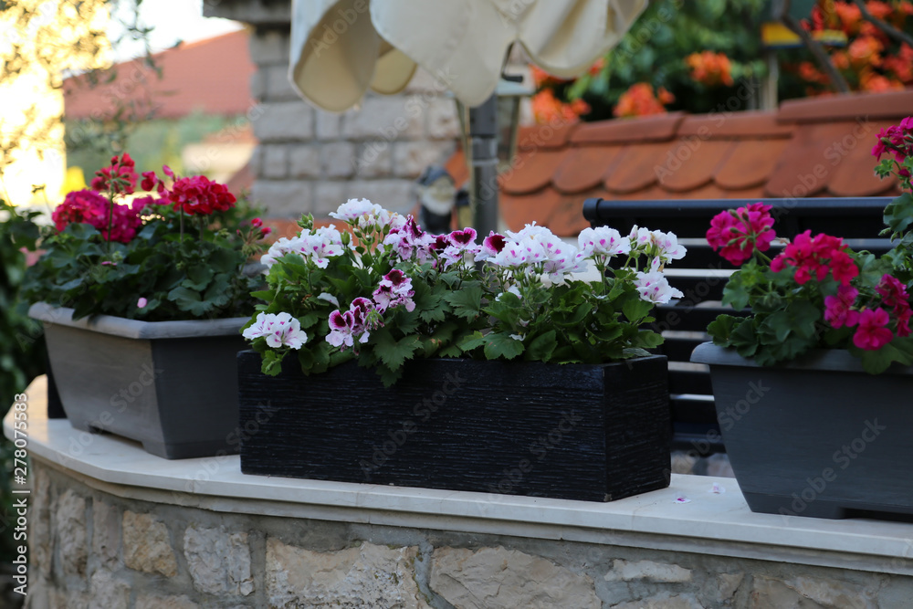 Beautiful geranium in flower pots on the terrace