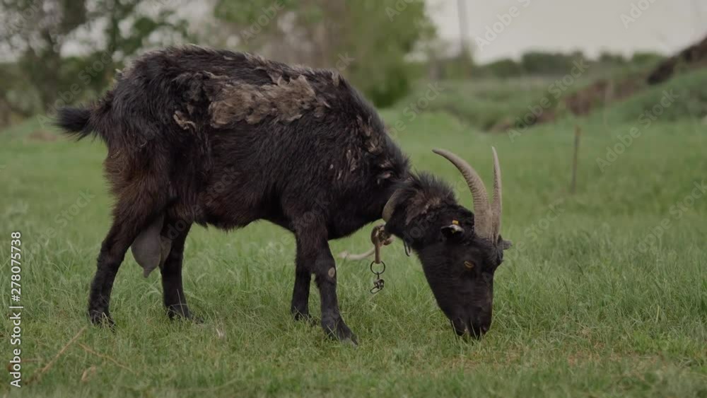 A black goat tied to a rope is grazed on a green lawn and looks into the camera, chewing grass, in the background is a white goat, a summer day. A black goat tied to a rope is grazed on a green lawn and looks into the camera, chewing grass, in the background is a white goat, a summer day.
