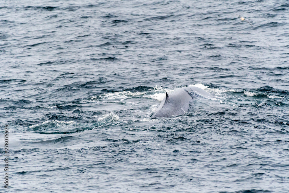 Obraz premium Blue whale (Balaenoptera musculus) on the surface off the coast of Baja California.
