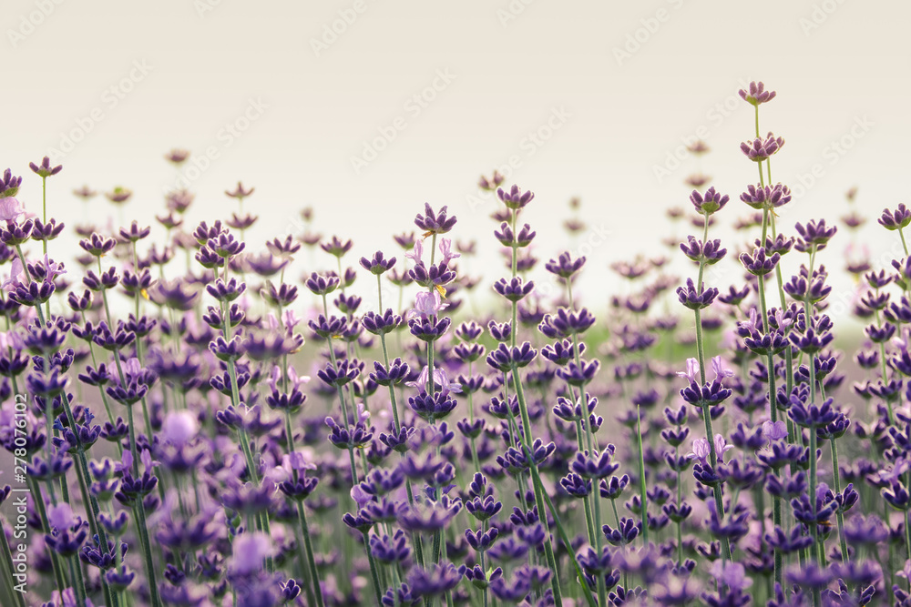 Naklejka premium Lavender flowers closeup with selective focus and bokeh effect. Clear sky and sunset on background
