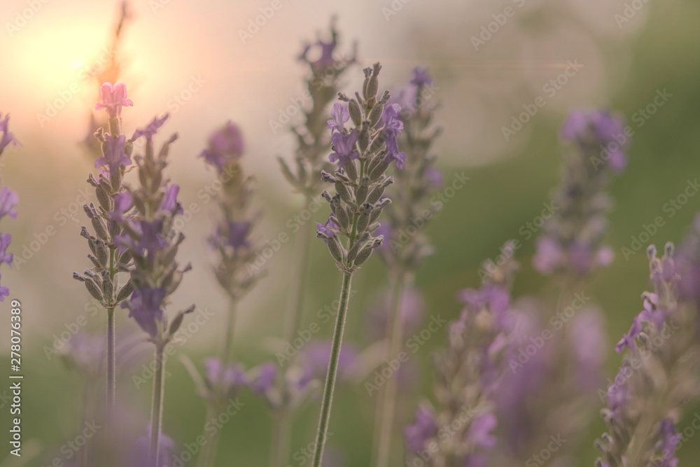 Obraz premium Lavendel im Licht