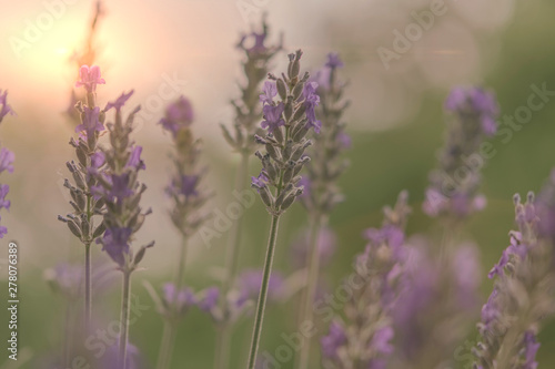 Lavendel im Licht
