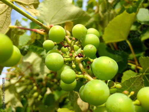 Bunch of grapes © Denis Lytiagin