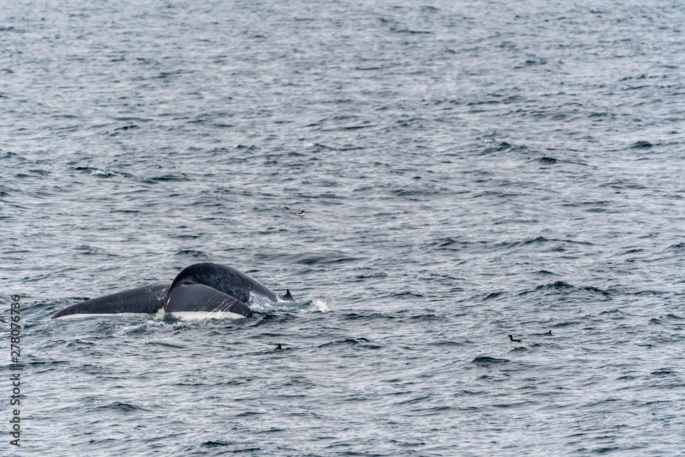 Blue Whale (Balaenoptera musculus) showing tail flukes as it dives deep in the ocean near Svalbard, Norway. Blue Whale (Balaenoptera musculus) showing tail flukes as it dives deep in the ocean near Svalbard, Norway.